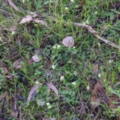 Pterostylis nutans at Chiltern, VIC - suppressed