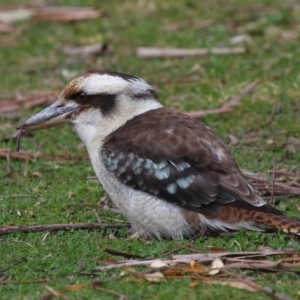 Dacelo novaeguineae at Acton, ACT - 7 Aug 2022