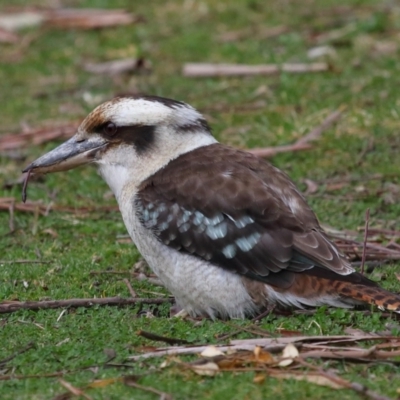 Dacelo novaeguineae (Laughing Kookaburra) at Acton, ACT - 7 Aug 2022 by TimL