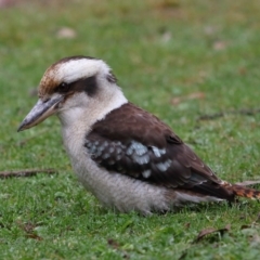 Dacelo novaeguineae at Acton, ACT - 7 Aug 2022