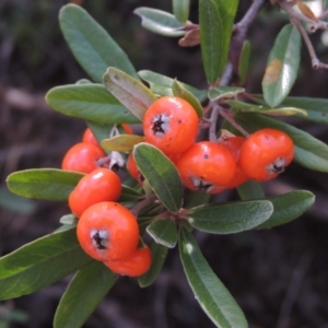 Pyracantha angustifolia at O'Malley, ACT - 16 Jul 2022 03:40 PM