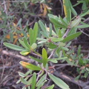 Pyracantha angustifolia at O'Malley, ACT - 16 Jul 2022