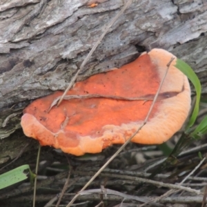 Trametes coccinea at Merimbula, NSW - 18 Jul 2020 06:54 PM