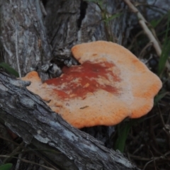 Trametes coccinea at Merimbula, NSW - 18 Jul 2020 06:54 PM