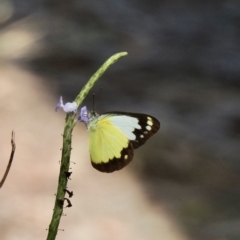 Unidentified White & Yellow (Pieridae) (TBC) at Oak Beach, QLD - 2 Aug 2022 by GlossyGal
