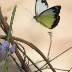 Cepora perimale ssp. scyllara at Oak Beach, QLD - 3 Aug 2022 09:11 AM
