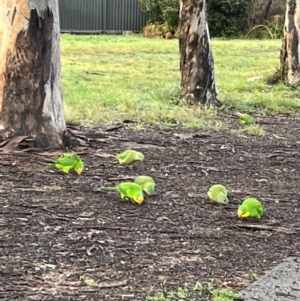 Polytelis swainsonii at Pearce, ACT - 5 Aug 2022