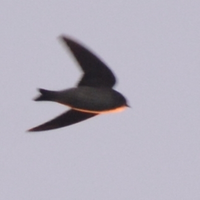 Petrochelidon nigricans (Tree Martin) at Lower Boro, NSW - 1 Aug 2022 by mcleana