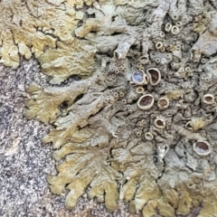 Parmeliaceae (family) (A lichen family) at Lyneham, ACT - 8 Aug 2022 by trevorpreston