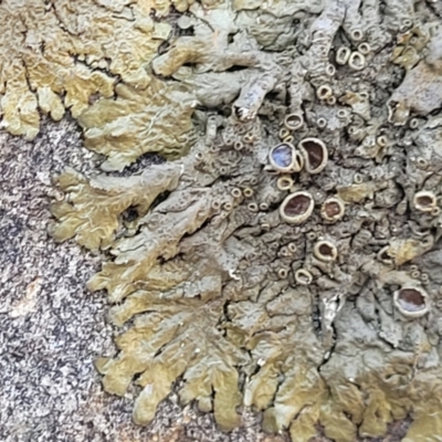 Parmeliaceae (family) (A lichen family) at Bruce Ridge - 8 Aug 2022 by trevorpreston