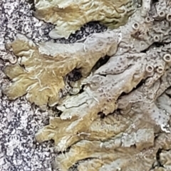 Parmeliaceae (family) at Lyneham, ACT - 8 Aug 2022 12:53 PM