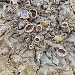 Parmeliaceae (family) at Lyneham, ACT - 8 Aug 2022 12:53 PM