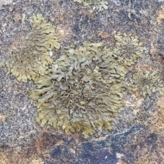 Parmeliaceae (family) at Lyneham, ACT - 8 Aug 2022 12:53 PM