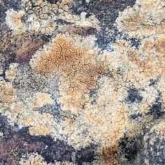 Caloplaca sp. (Firedot Lichen) at Bruce Ridge - 8 Aug 2022 by trevorpreston