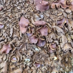 Parmeliaceae (family) (A lichen family) at Bruce Ridge - 8 Aug 2022 by trevorpreston