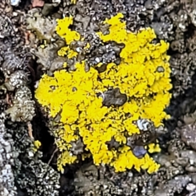 Xanthoria sp. at Bruce Ridge - 8 Aug 2022 by trevorpreston