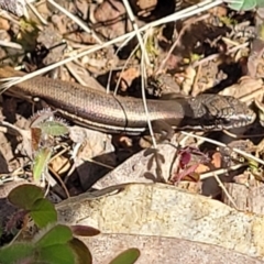 Morethia boulengeri (Boulenger's Skink) at Bruce Ridge - 8 Aug 2022 by trevorpreston