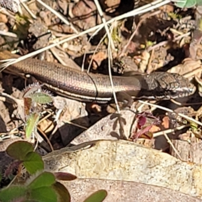 Morethia boulengeri (Boulenger's Skink) at O'Connor, ACT - 8 Aug 2022 by trevorpreston