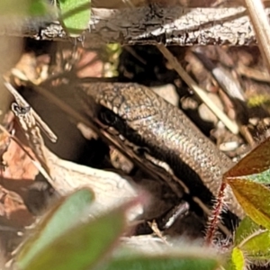 Morethia boulengeri at O'Connor, ACT - 8 Aug 2022 01:00 PM