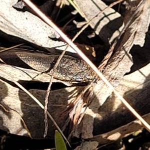 Morethia boulengeri at O'Connor, ACT - 8 Aug 2022