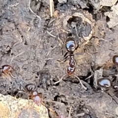 Papyrius sp. (genus) (A Coconut Ant) at O'Connor, ACT - 8 Aug 2022 by trevorpreston