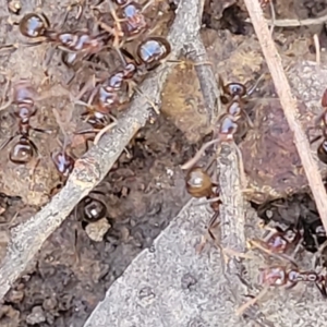 Papyrius sp. (genus) at O'Connor, ACT - 8 Aug 2022