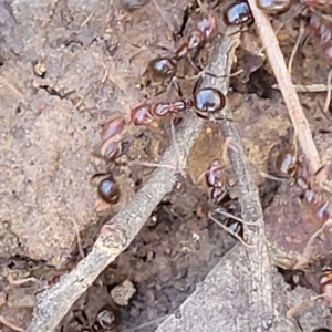 Papyrius sp. (genus) at O'Connor, ACT - 8 Aug 2022