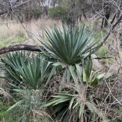 Yucca sp. at Watson, ACT - 8 Aug 2022 by SteveBorkowskis