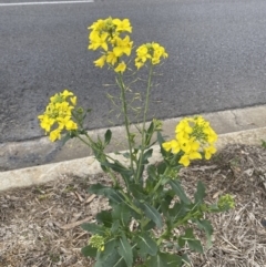 Brassica rapa (Turnip) at Watson, ACT - 8 Aug 2022 by SteveBorkowskis