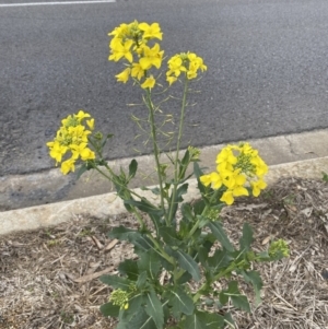 Brassica rapa at Watson, ACT - 8 Aug 2022 02:13 PM