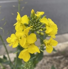 Brassica rapa at Watson, ACT - 8 Aug 2022 02:13 PM