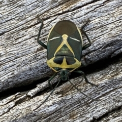 Commius elegans (Cherry Ballart Shield Bug) at Watson, ACT - 8 Aug 2022 by Steve_Bok