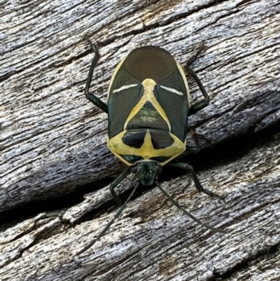 Commius elegans (Cherry Ballart Shield Bug) at Mount Majura - 8 Aug 2022 by SteveBorkowskis