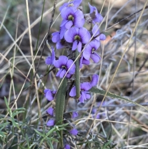 Hovea heterophylla at Watson, ACT - 8 Aug 2022 12:51 PM