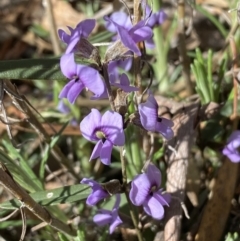 Hovea heterophylla at Watson, ACT - 8 Aug 2022 12:51 PM