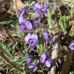 Hovea heterophylla at Watson, ACT - 8 Aug 2022 12:51 PM