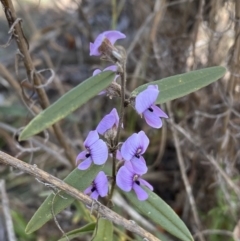 Hovea heterophylla at Watson, ACT - 8 Aug 2022 12:51 PM