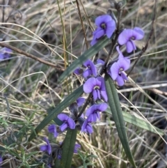 Hovea heterophylla at Watson, ACT - 8 Aug 2022 12:51 PM