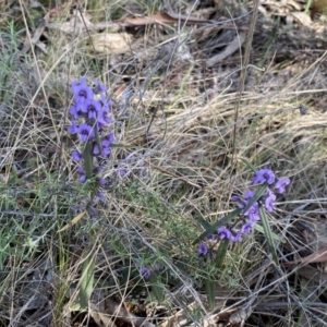 Hovea heterophylla at Watson, ACT - 8 Aug 2022 12:51 PM