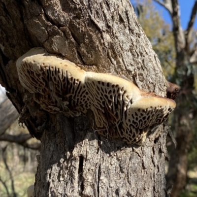 Hexagonia vesparia (Wasp Nest Polypore) at Mount Majura - 8 Aug 2022 by SteveBorkowskis