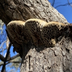 Hexagonia vesparia at Watson, ACT - 8 Aug 2022