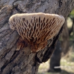 Hexagonia vesparia at Watson, ACT - 8 Aug 2022 01:00 PM