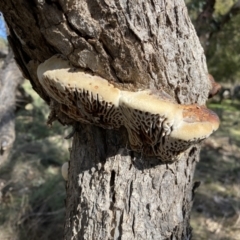 Hexagonia vesparia at Watson, ACT - 8 Aug 2022