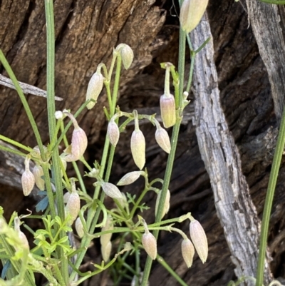 Clematis leptophylla (Small-leaf Clematis, Old Man's Beard) at Watson, ACT - 8 Aug 2022 by SteveBorkowskis