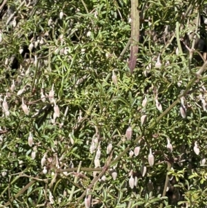 Clematis leptophylla at Watson, ACT - 8 Aug 2022