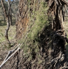 Clematis leptophylla at Watson, ACT - 8 Aug 2022