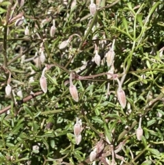 Clematis leptophylla at Watson, ACT - 8 Aug 2022