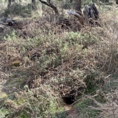 Marrubium vulgare at Watson, ACT - 8 Aug 2022