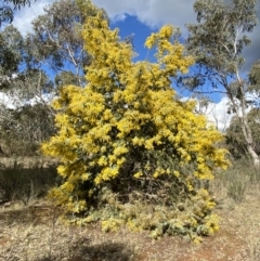 Acacia baileyana (Cootamundra Wattle, Golden Mimosa) at Mount Majura - 8 Aug 2022 by SteveBorkowskis