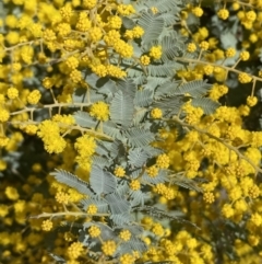 Acacia baileyana at Watson, ACT - 8 Aug 2022 01:50 PM